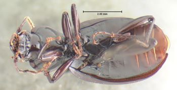Media type: image;   Entomology 33051 Aspect: habitus ventral view